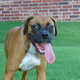 Image for article titled Your Dog Isn't Dumb, It Just Has A Very Selective Short-Term Memory